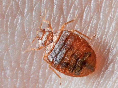 Single Room Bedbugs Control