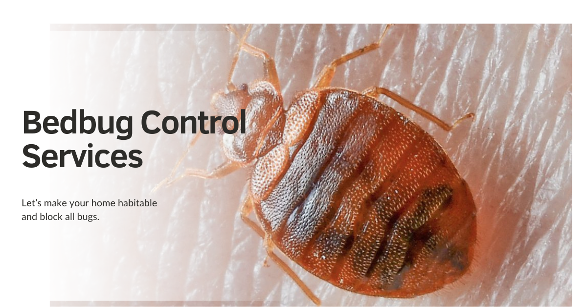 Bed Bug Elimination Experts