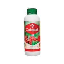 Cafedak 1L