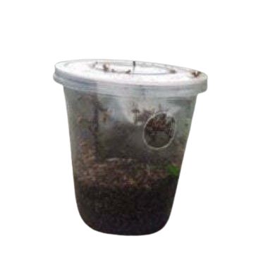 Meltrack - Fruit Fly Trap