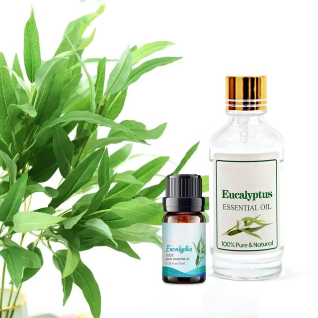 Eucalyptus Oil 