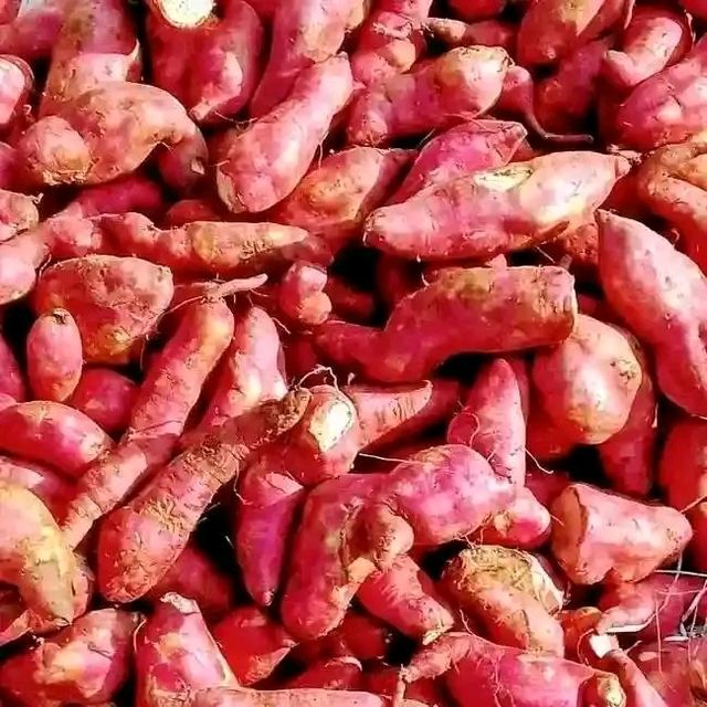 Fresh Sweet potatoes 