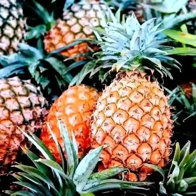 Fresh Pineaples