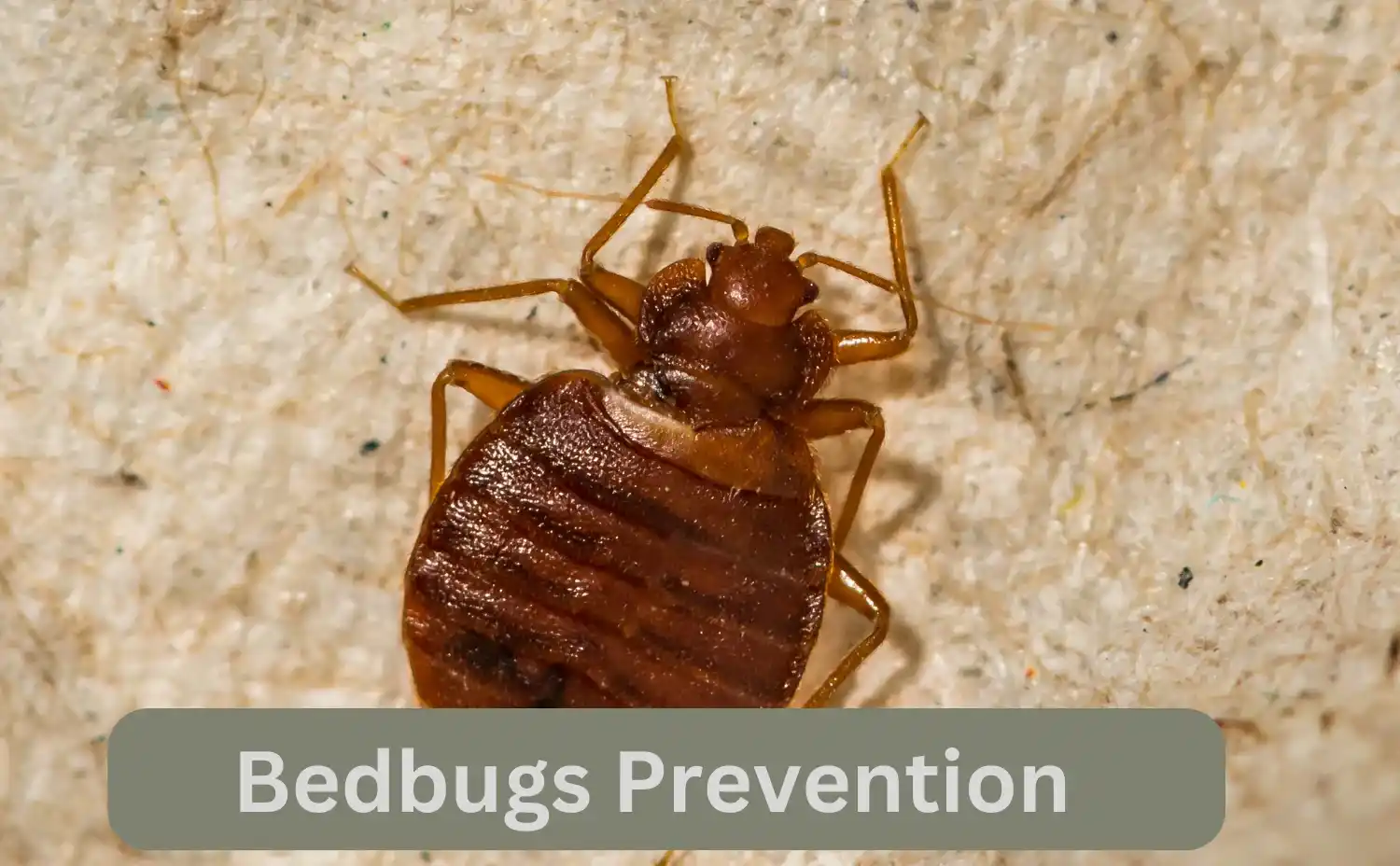 Bedbug Control