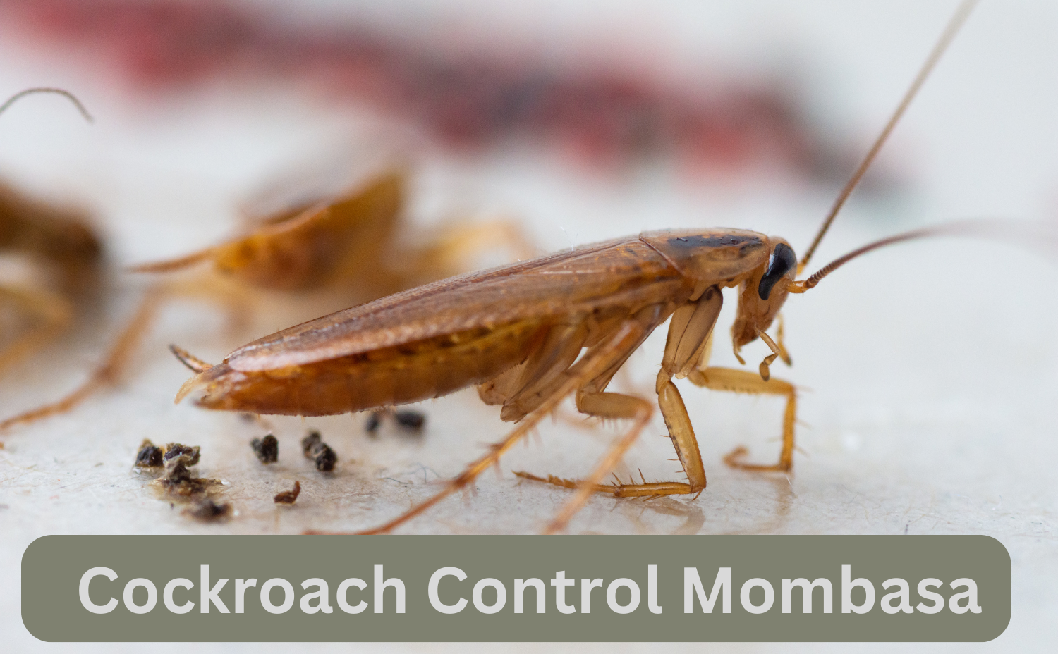 Cockroach Control