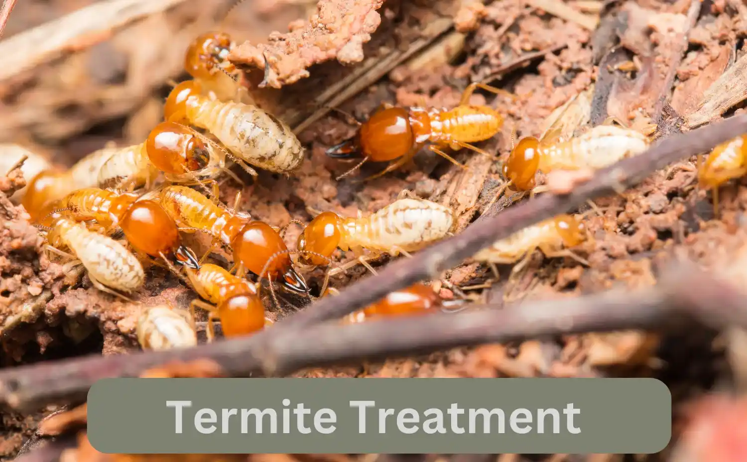 Which is the Most Effective Termite Control Pesticides in Kenya?