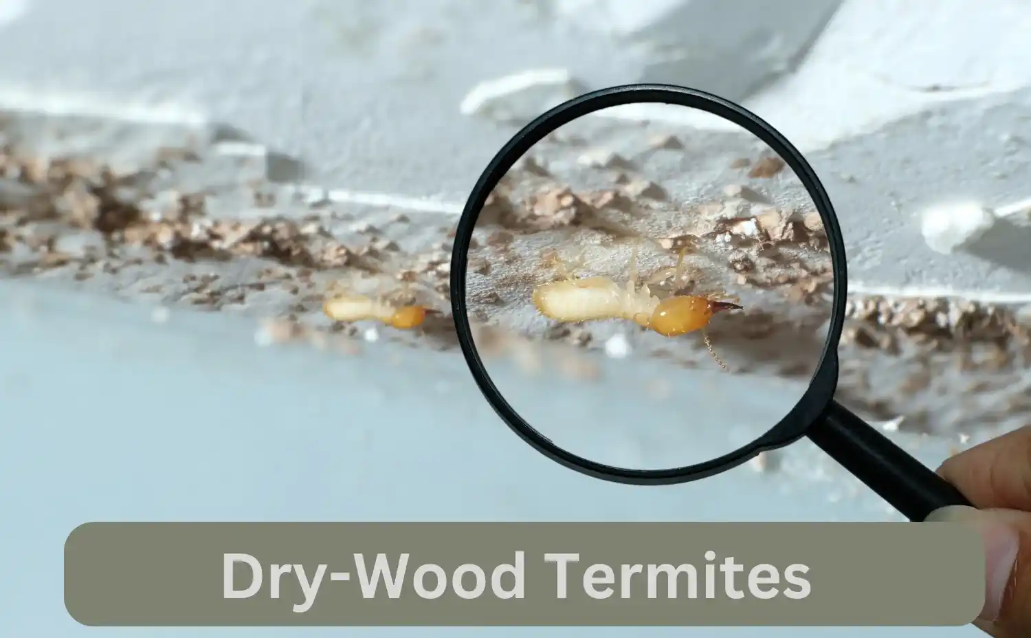 Drywood Termite Control