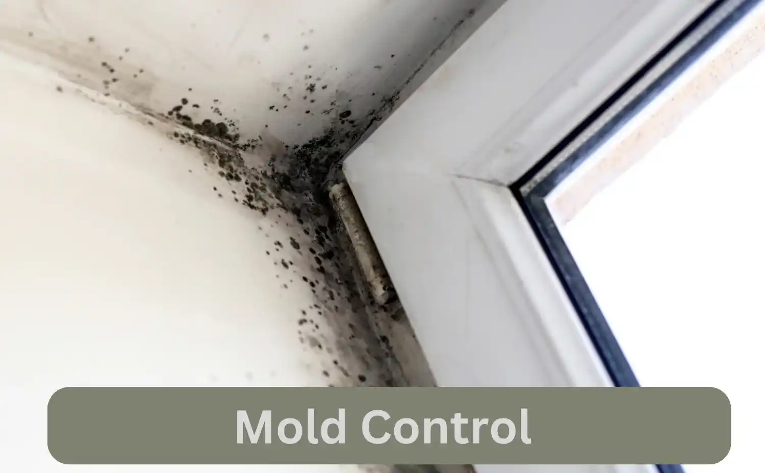 Mold Control