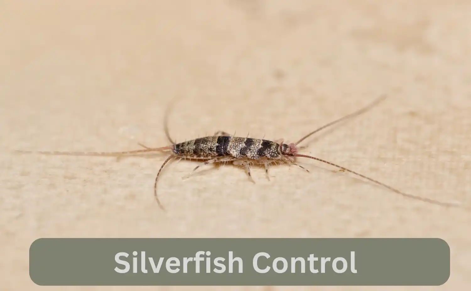 Silverfish Control