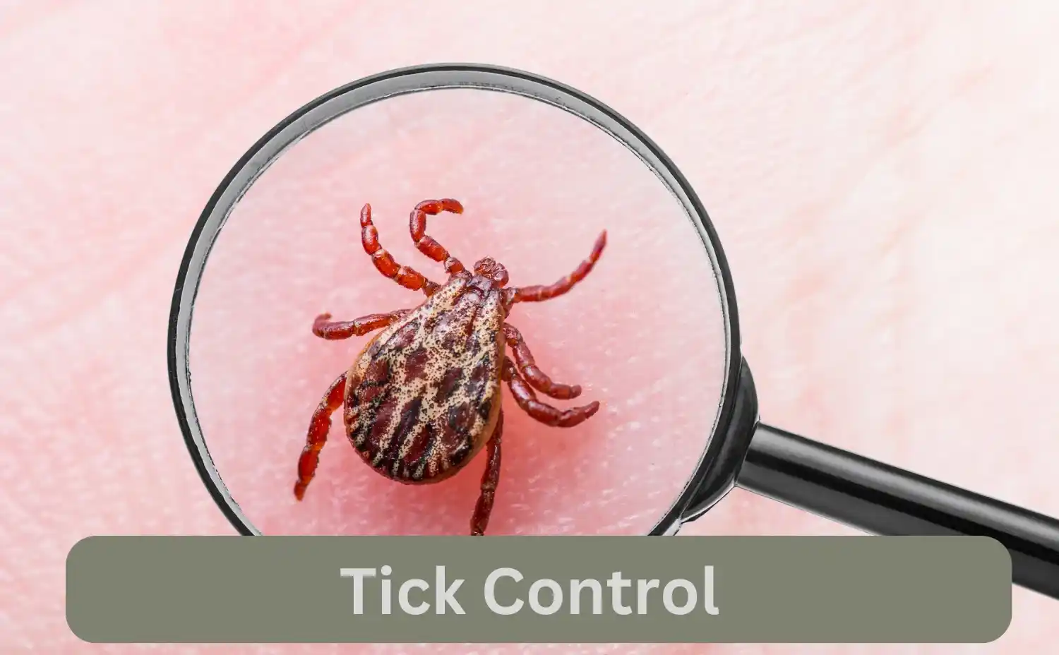 Ticks Control Services In Nakuru