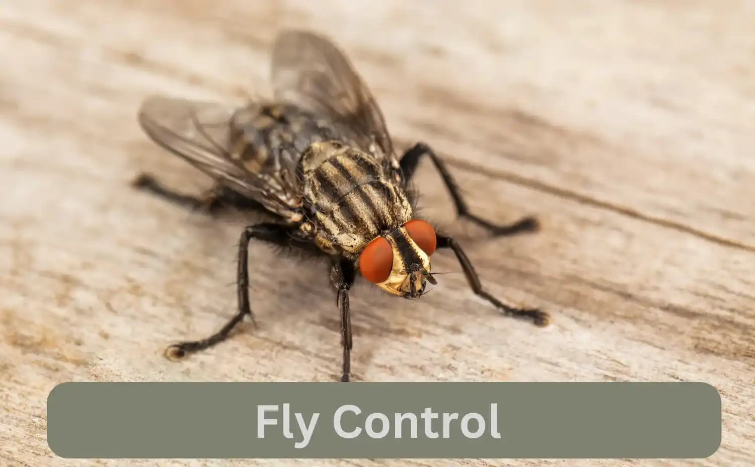 Housefly Control Services In Nakuru