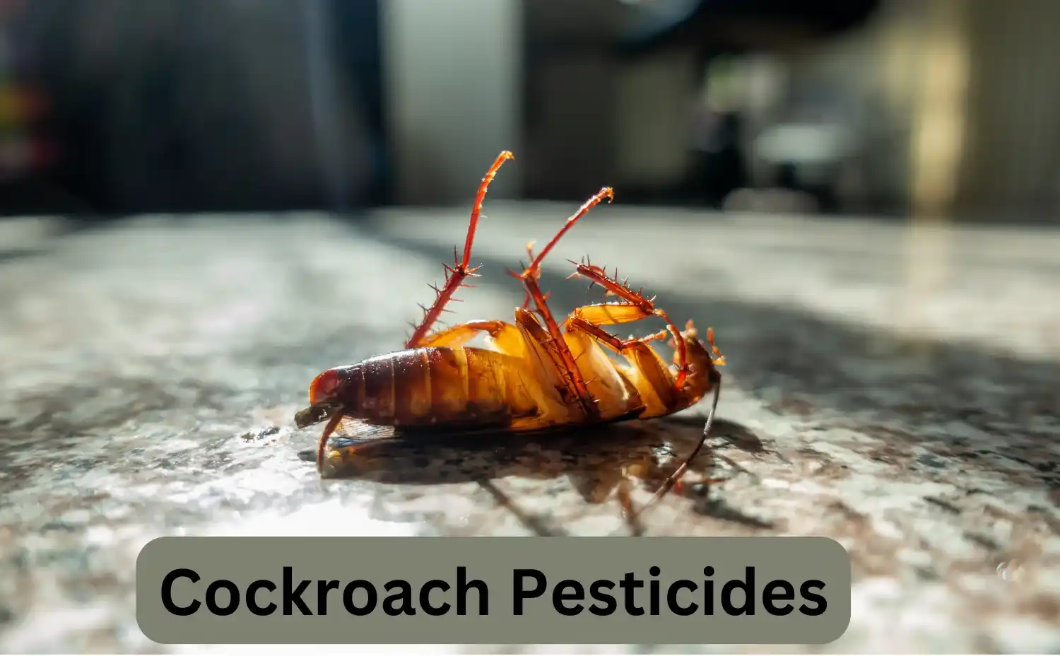 Get Premium Cockroach Control Services