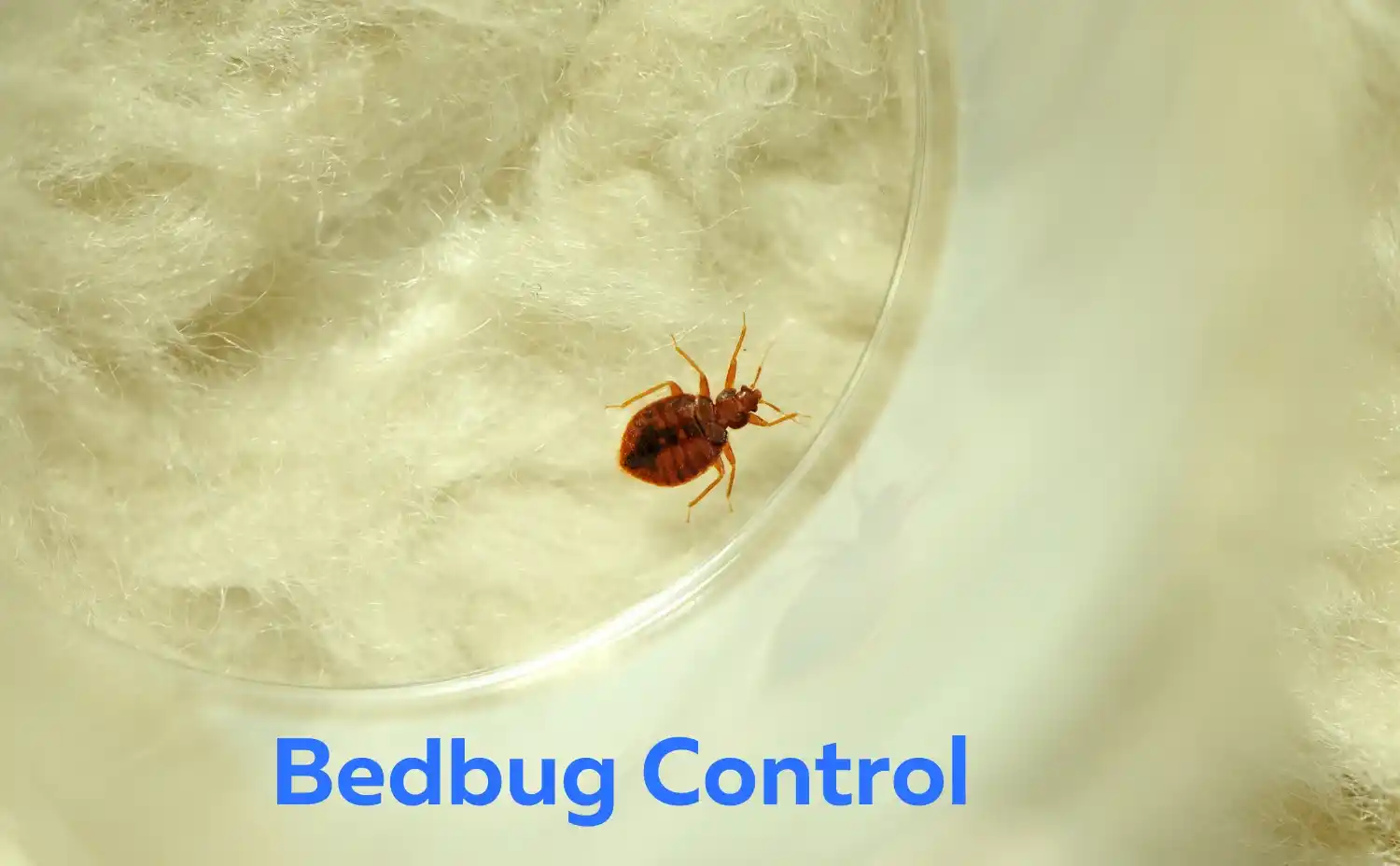 Bedbug Prevention Tips