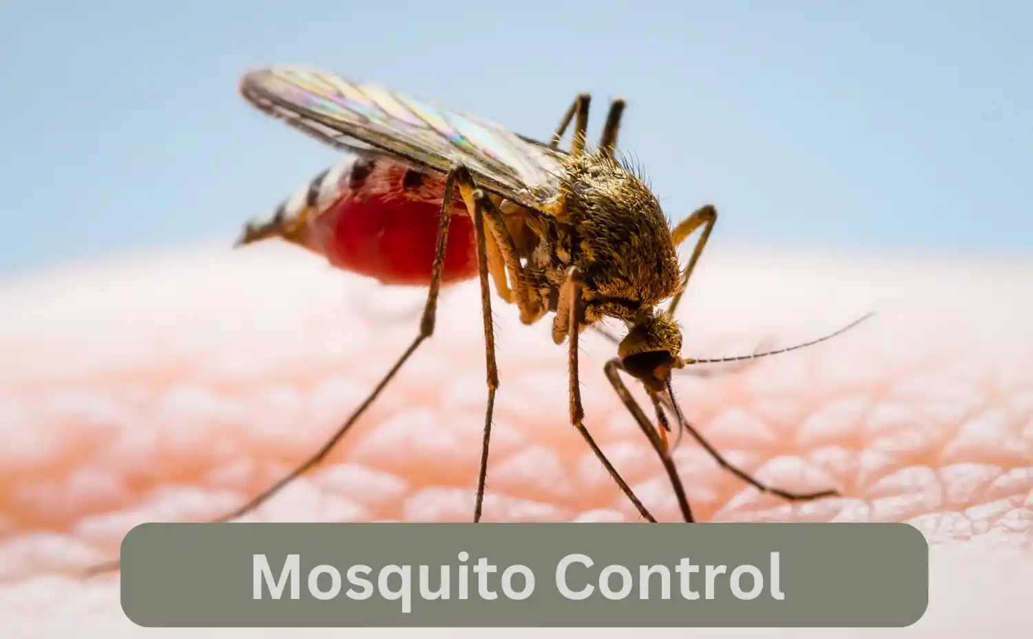 Best Insecticide For Mosquitoes In Kenya