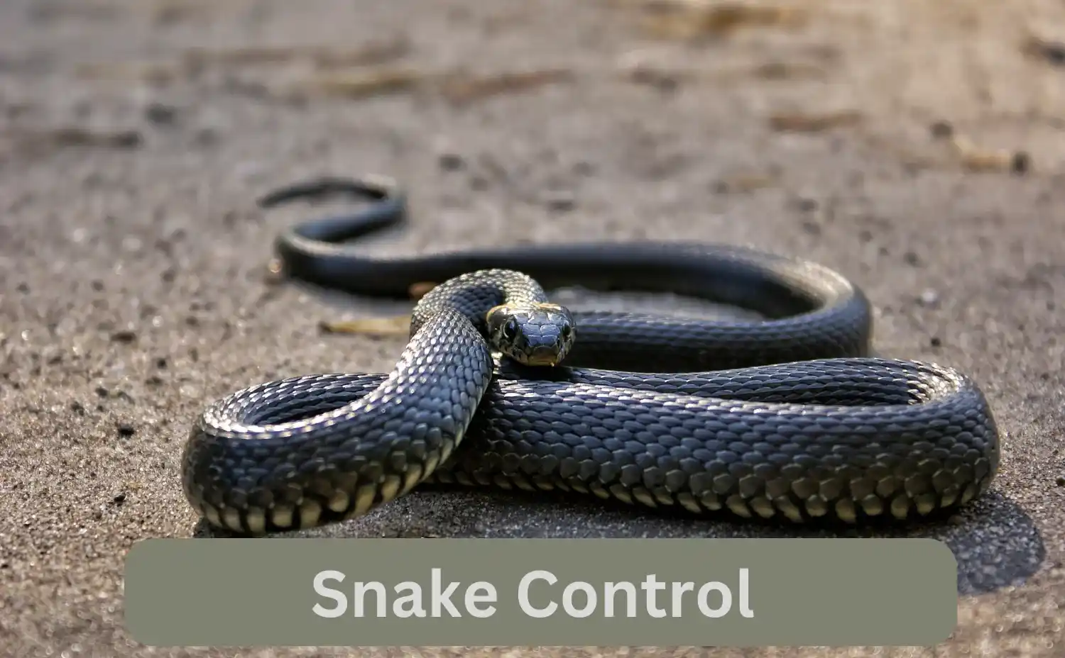 Snake Control Services