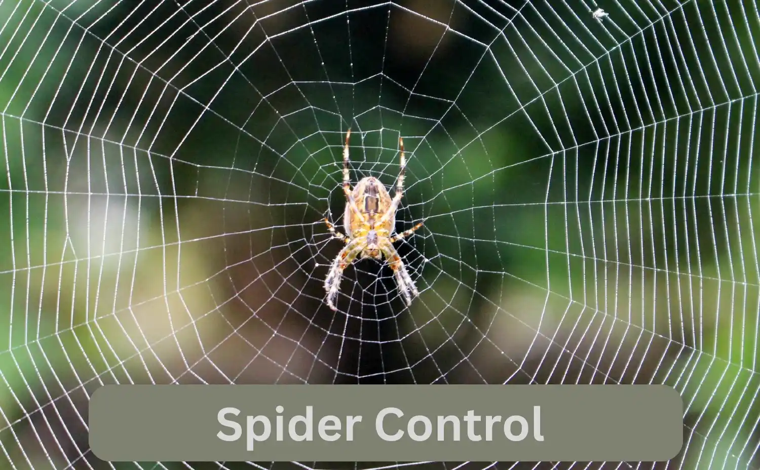 Spider Control Services