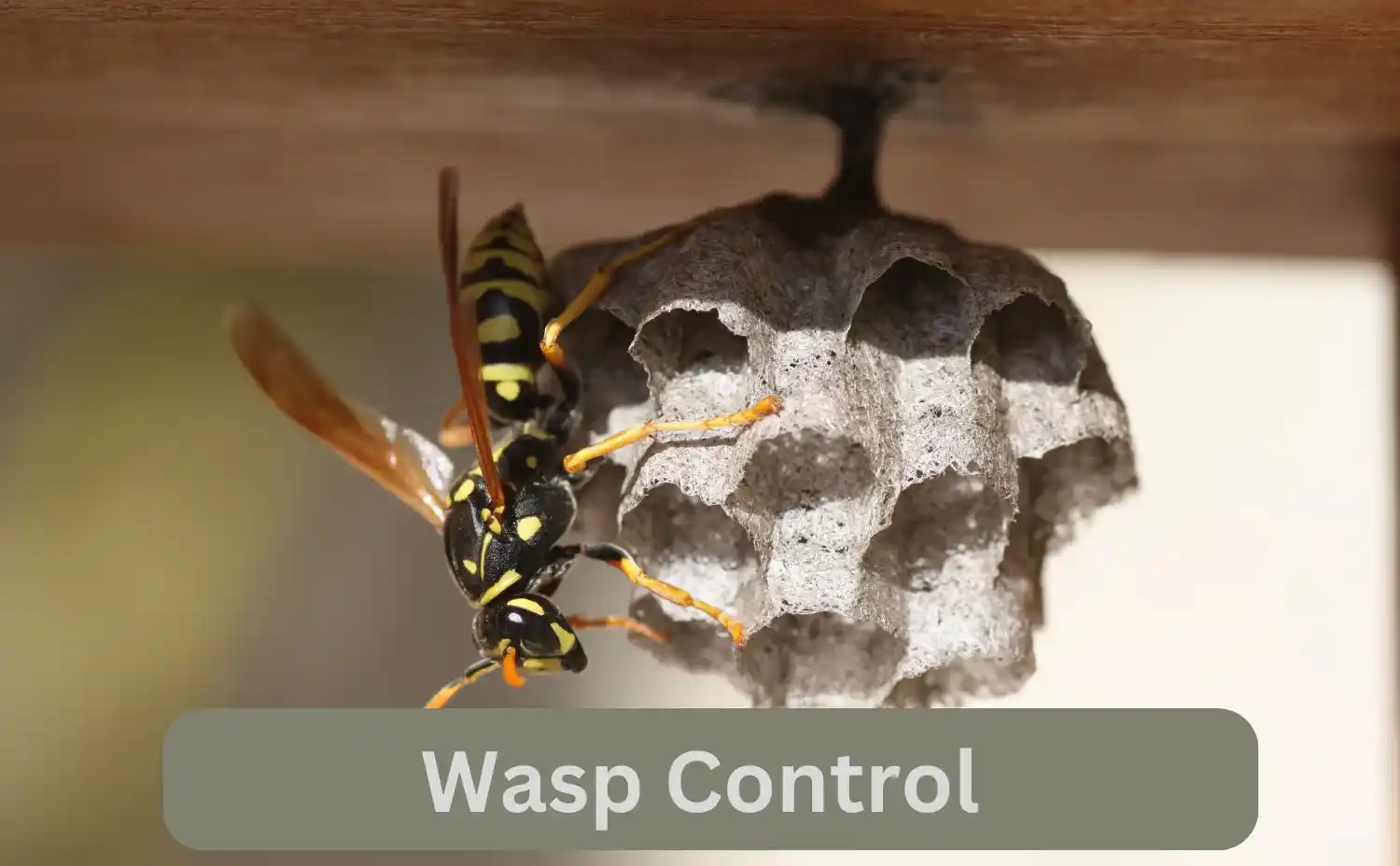 Wasp Control Services