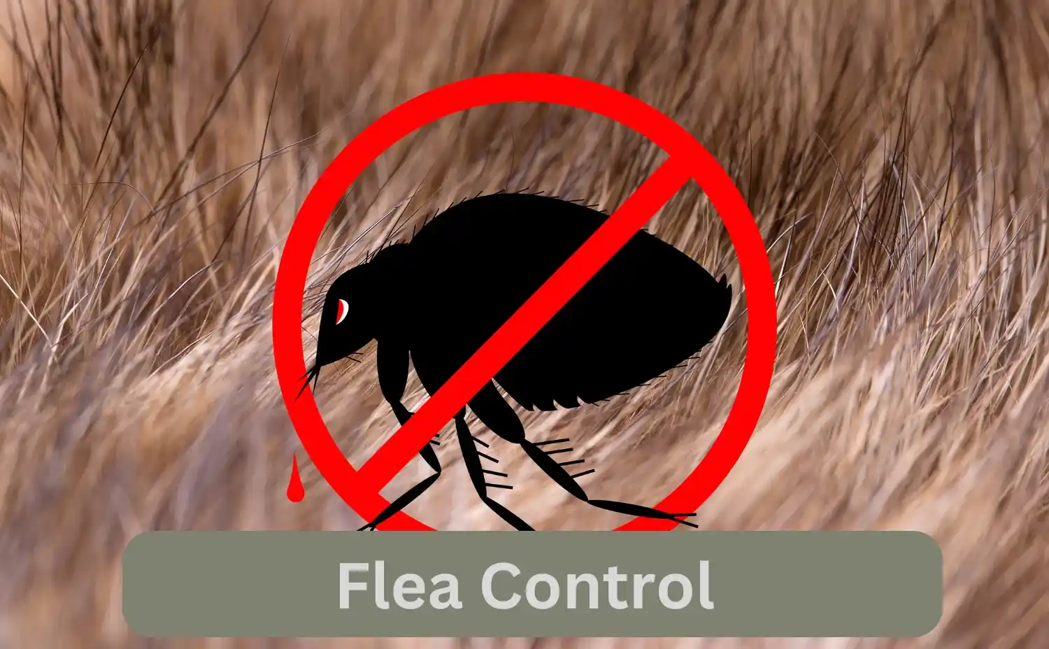 Flea Control Services