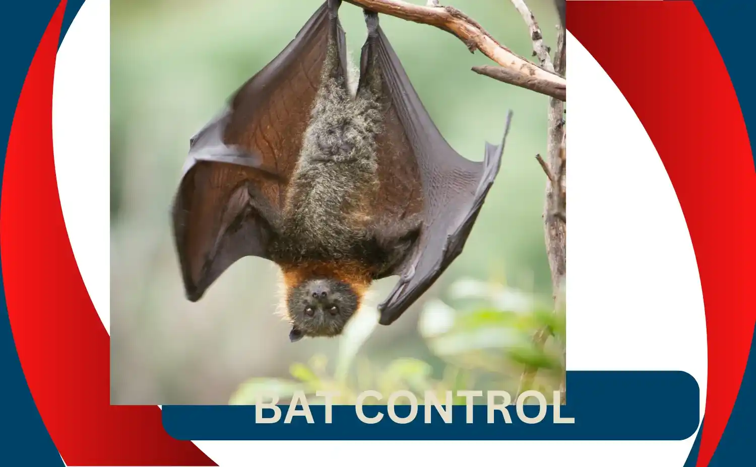 Bat Control Services