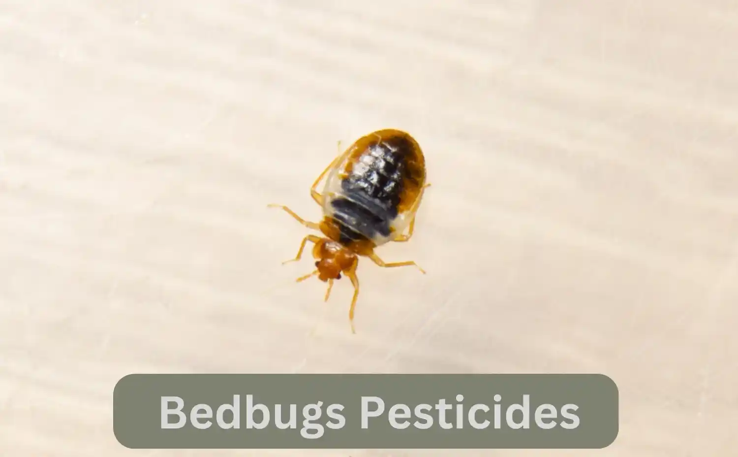 The Best Pesticides for Bed Bug Control in Kenya