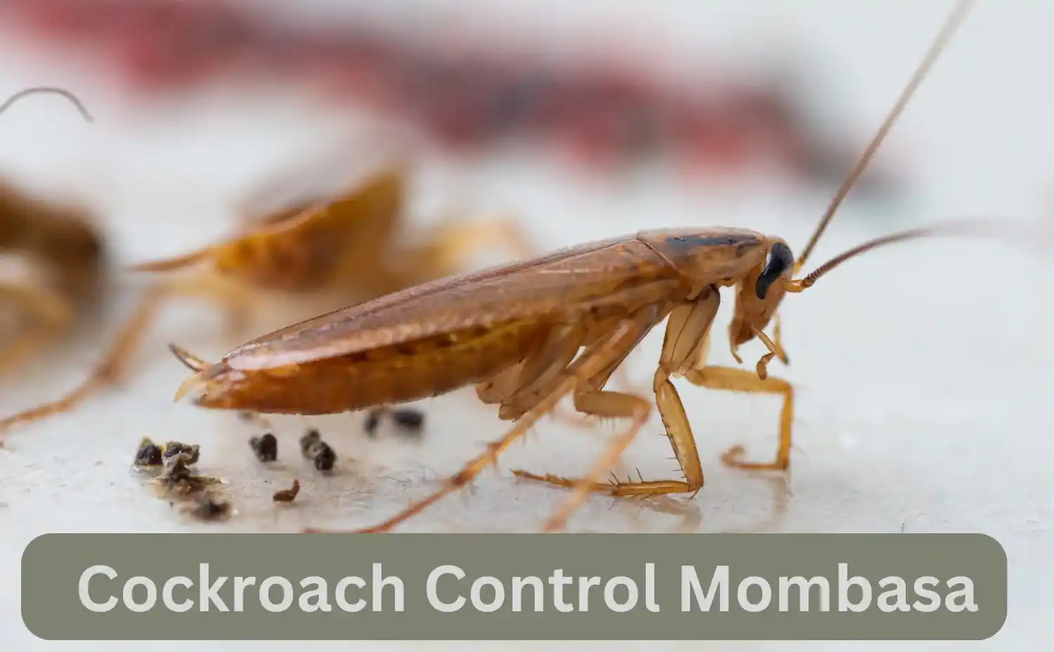 Cockroach Control Services Mombasa