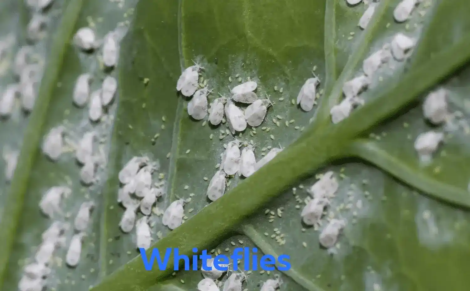 Whitefly Control