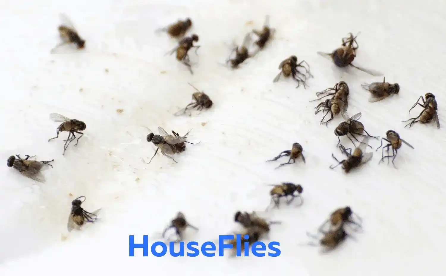 Housefly Control