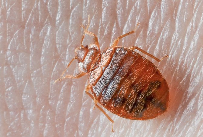 Bed Bug Control Services In Nairobi