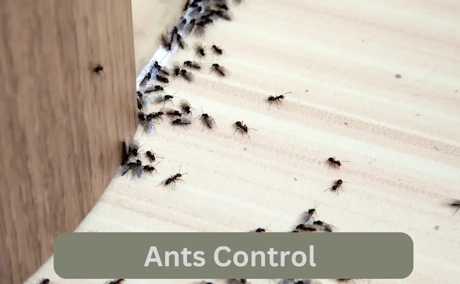 Ant Control Services