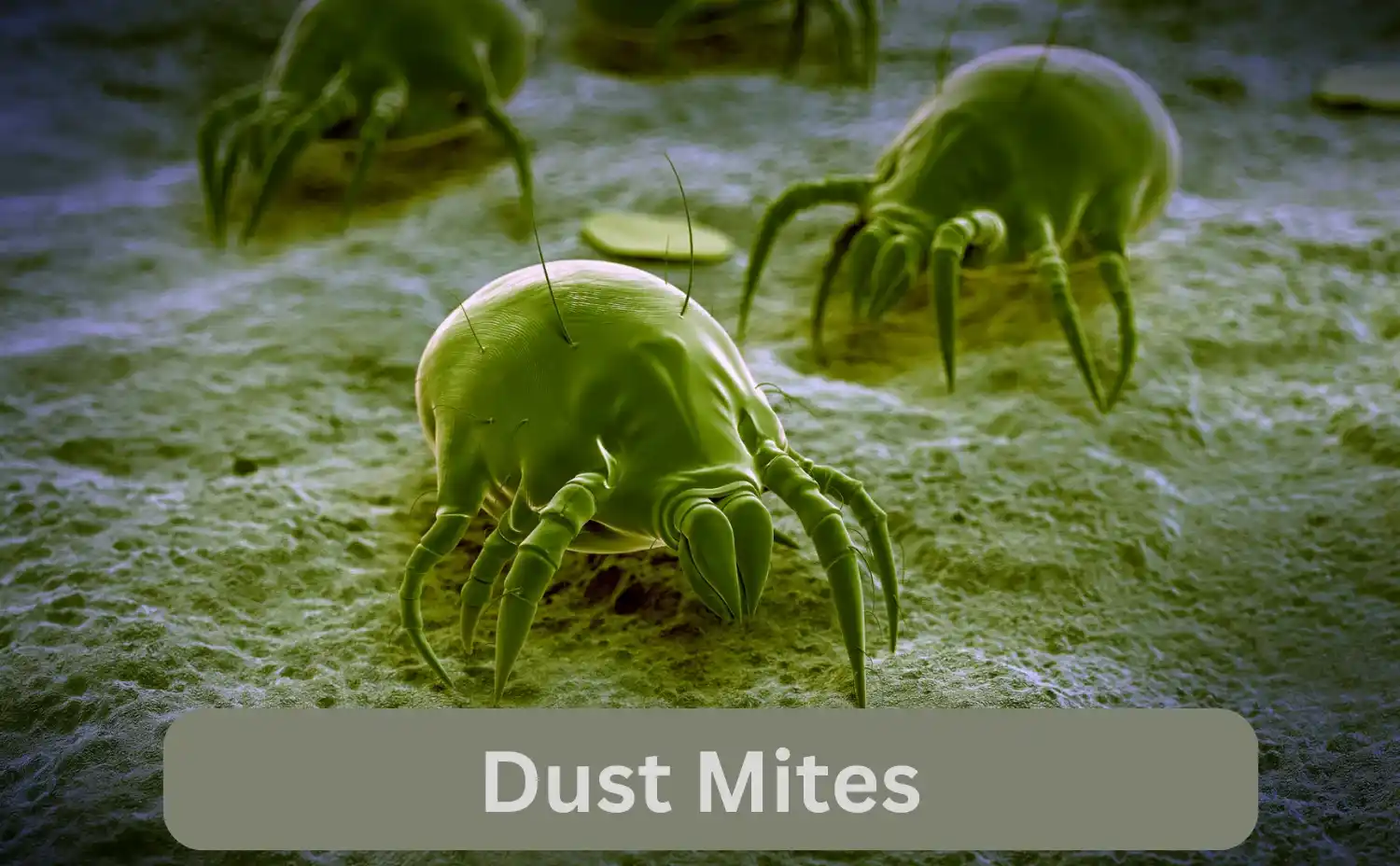 Dust Mite Control