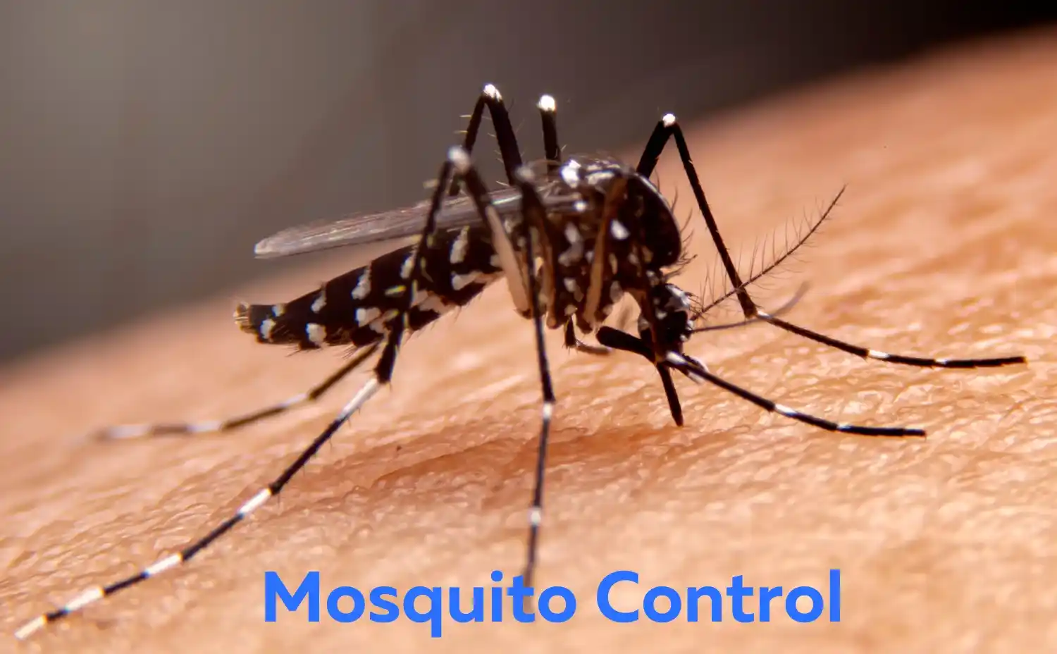 Best Insecticide Mosquitoes Kenya